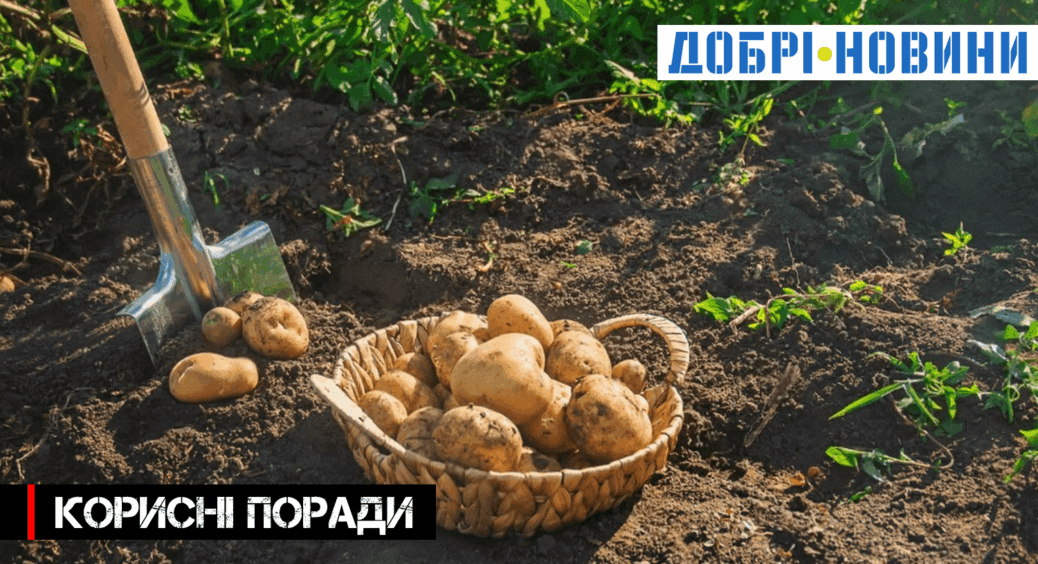 Я більше не можу про це мовчати: лише 1 відро “правильної” води може збільшити врожай картоплі вп’ятеро! 