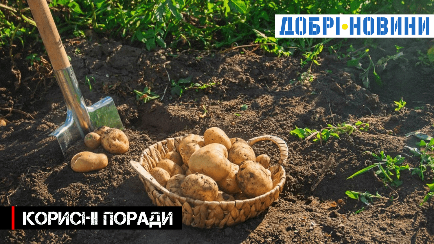 Експерти розповіли, як підживити картоплю в червні