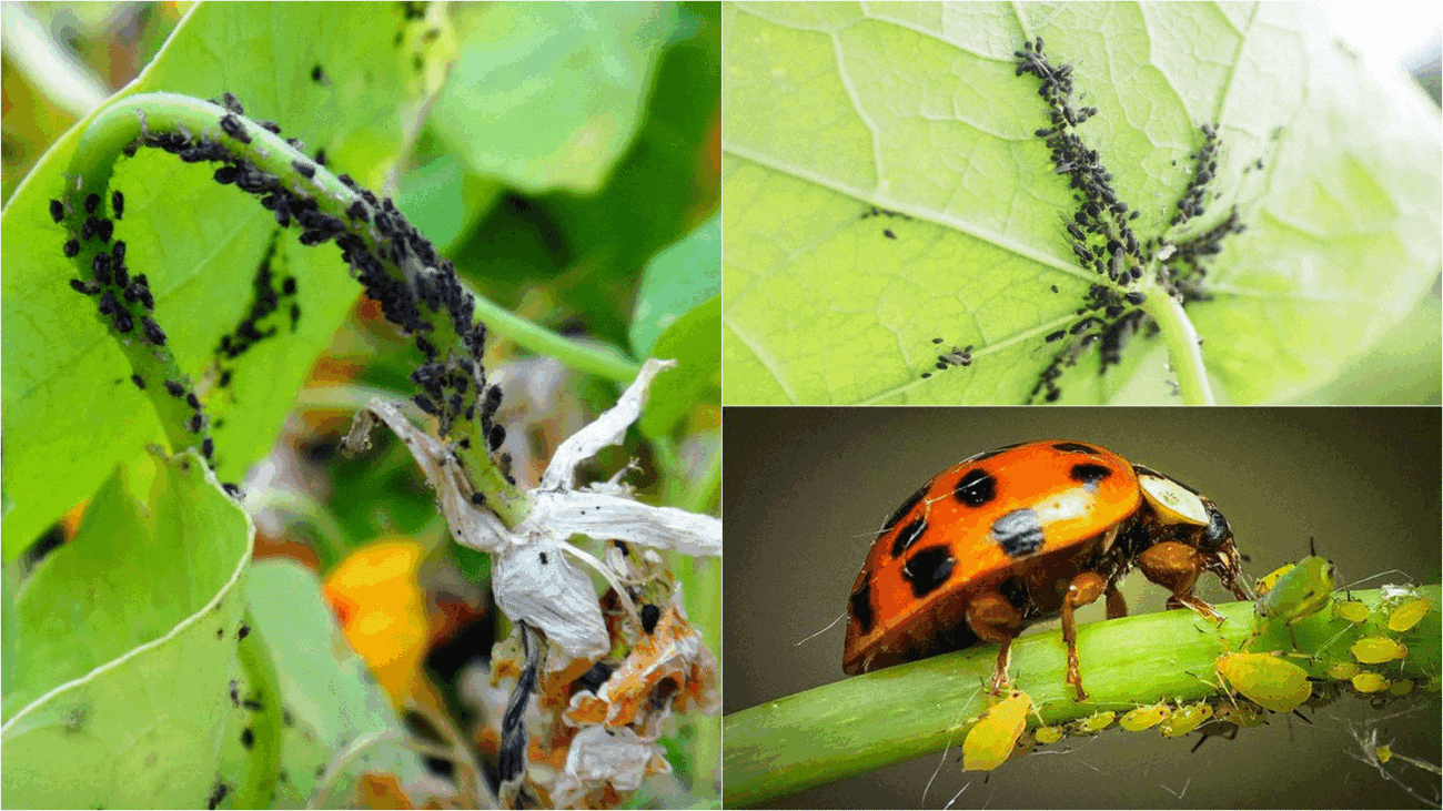 Городники показали, як привабити сонечок для боротьби з попелицею