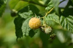 raspberry-5322395_1280 