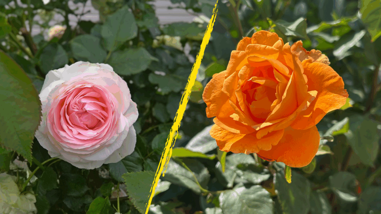 Квітникарі назвали засіб, після якого троянди цвітуть рясніше та довше