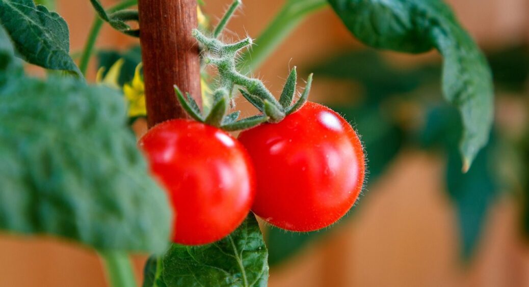 1 нестандартний прийом від мого дідуся-агронома з 38-річним стажем: подвоює врожай томатів 