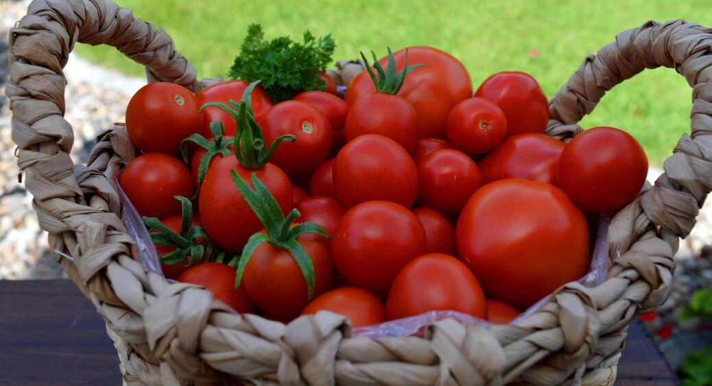 Беру це сипуче “золото” і пересипаю врожай томатів – вони залишаються свіжими й ароматними понад 30 днів 