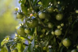 tomatoes-5610119_1280 
