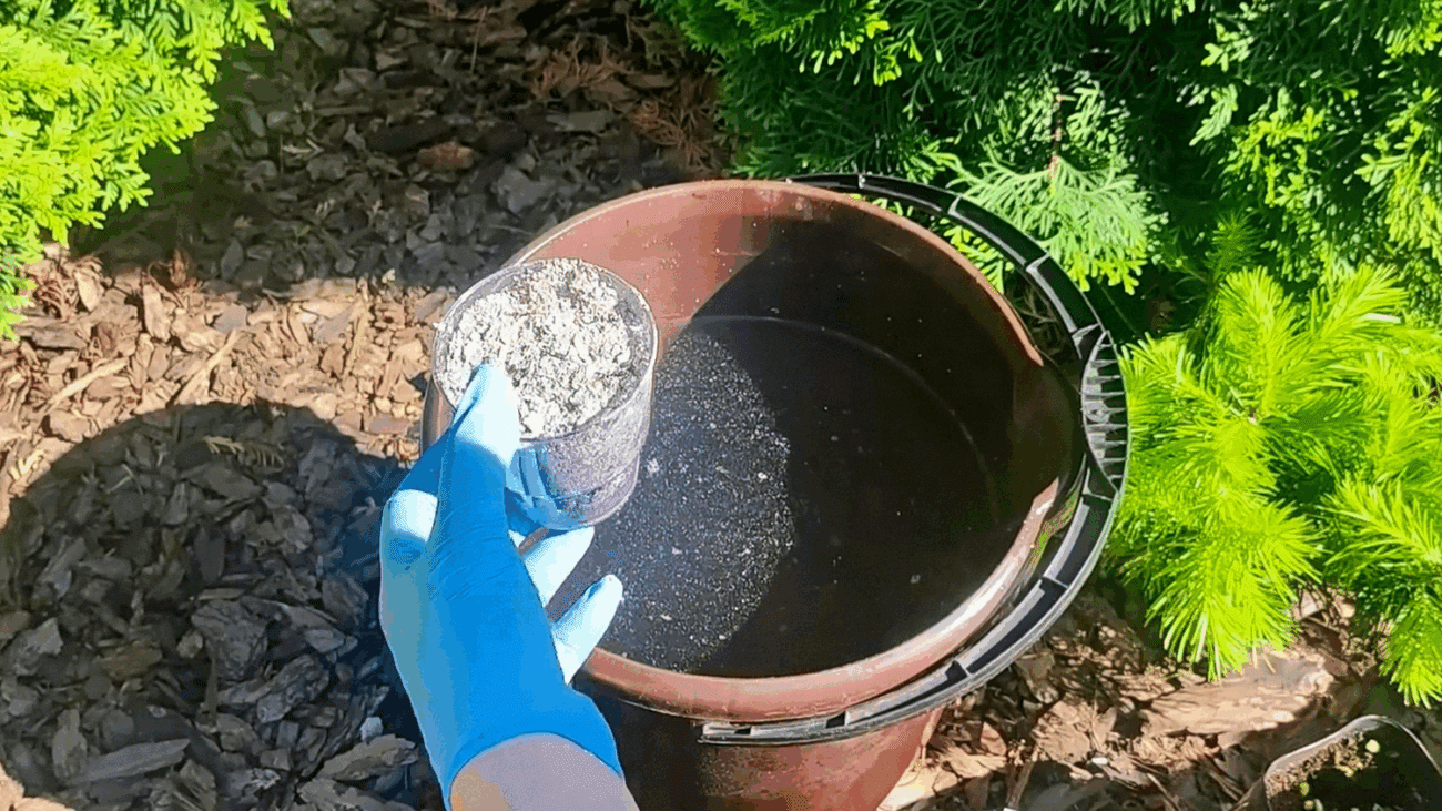 Городники розповіли, чим підживити томати, якщо вони відстають у рості