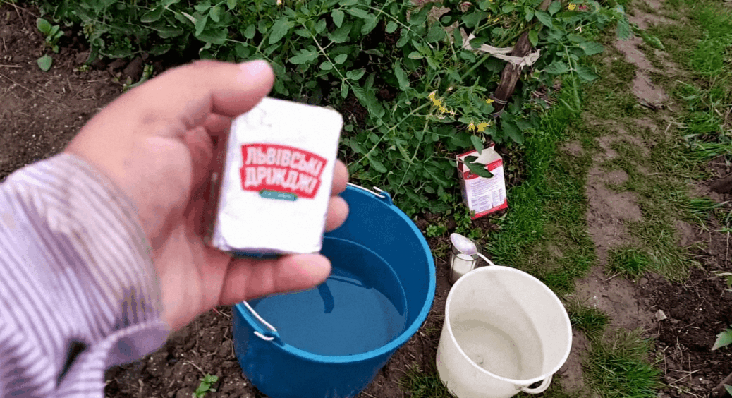 Після 2 експериментів із дріжджами зрозумів: ця підгодівля – справжнє диво, навіть старі кущі ожили 