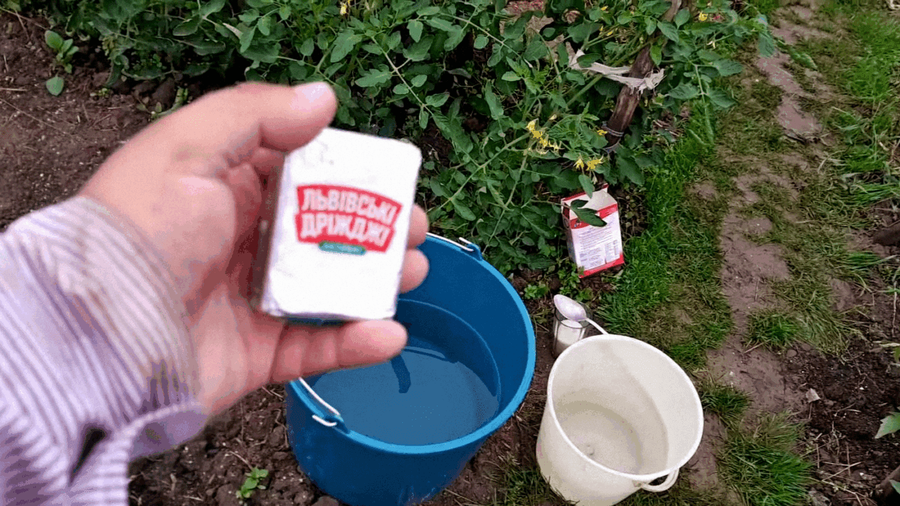 Садівники поділилися дієвим рецептом дріжджової підживки для рослин