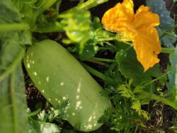 vegetables-6115147_1280 