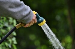 Експерти назвали вдалі дати для поливу рослин у липні 