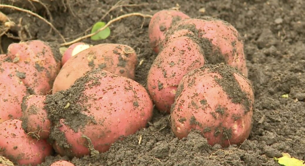Від цін волосся дибки стає, тому прогодовуємо себе самі: цей сорт картоплі дає по 600 кг з однієї сотки 