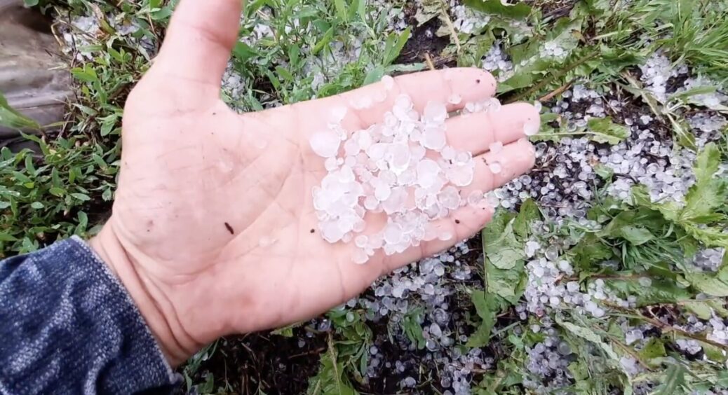 Град побив капусту та малину? Ось що допоможе рослинам швидко відновитись – ефект на всі 100 