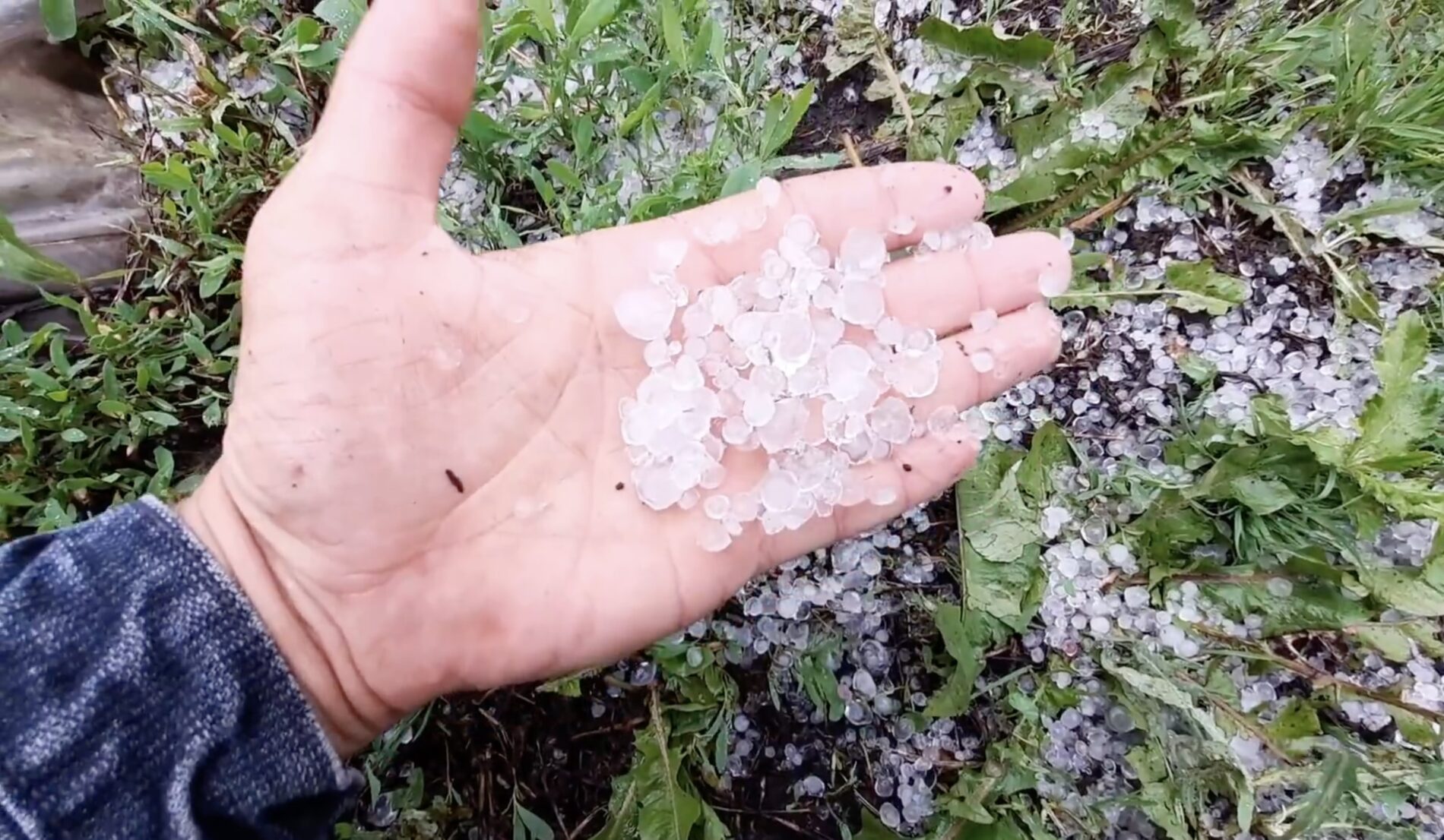 Городники пояснили, як врятувати рослини на городі після граду