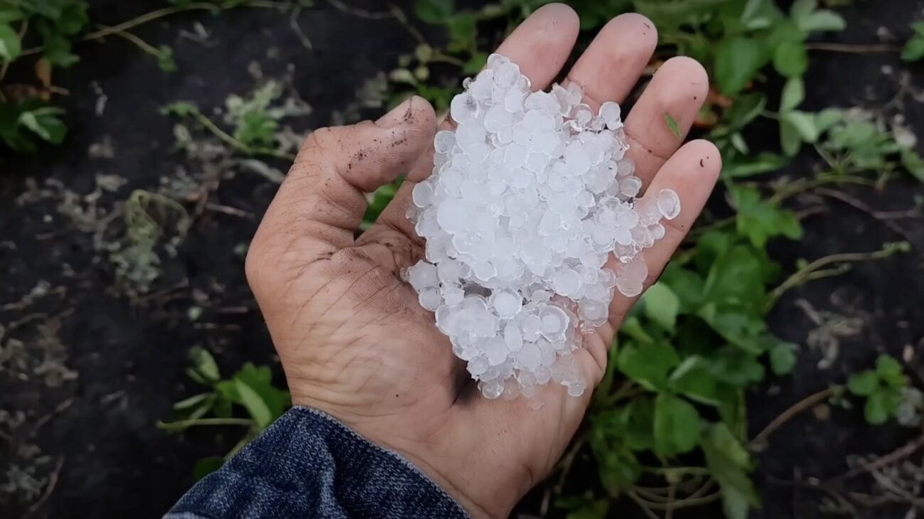 Городники пояснили, як врятувати рослини на городі після граду