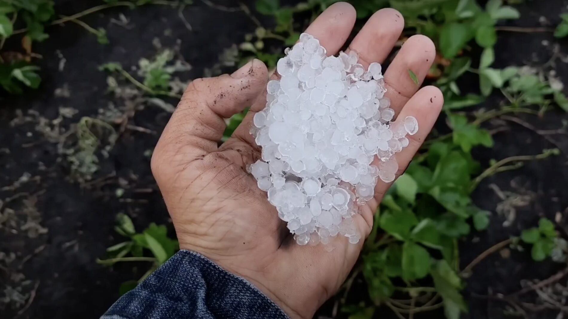 Експерти розповіли, як врятувати рослини після граду
