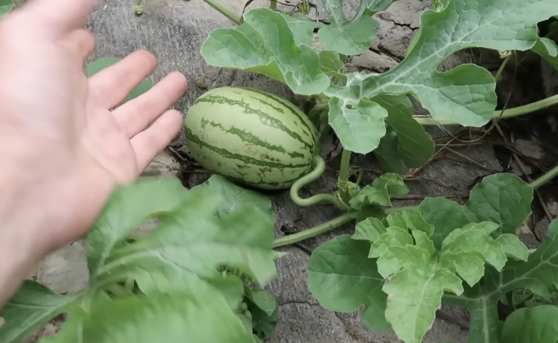 Городники назвали найкращі сорти для гарного врожаю 