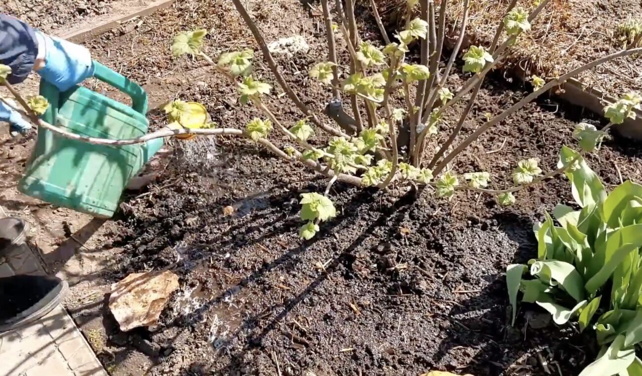 Садівники розповіли, чим підживити смородину після збору врожаю