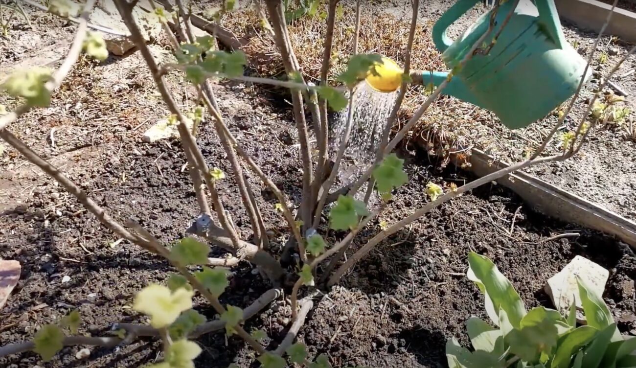 Садівники розповіли, чим підживити смородину наприкінці серпня