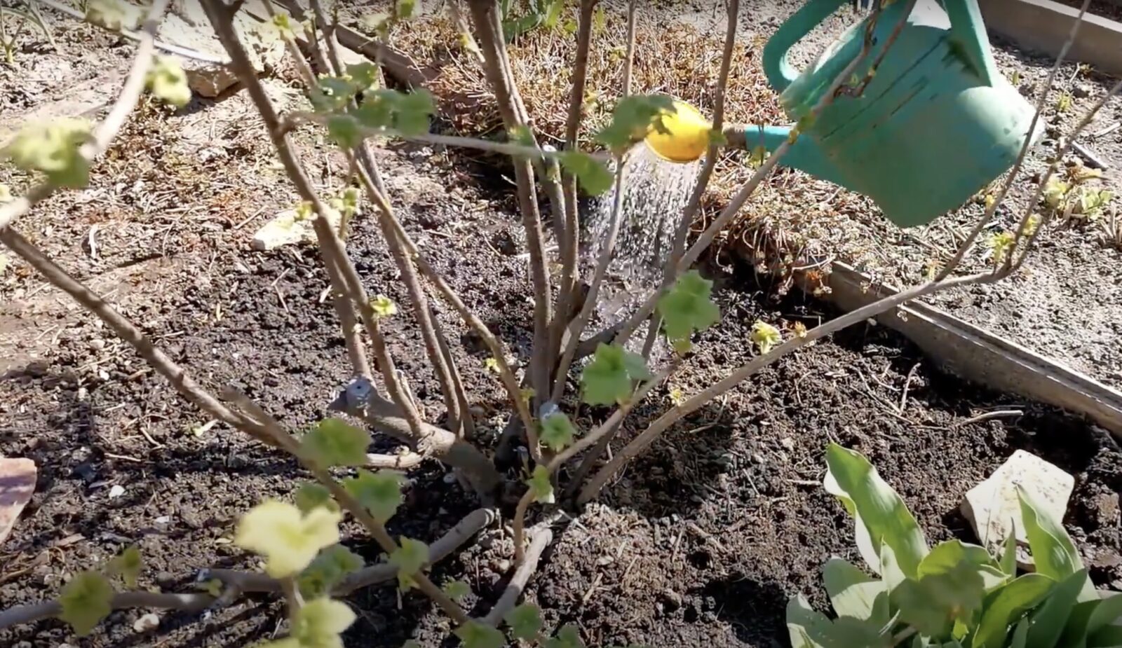 Садівники розповіли, як підживити смородину в грудні