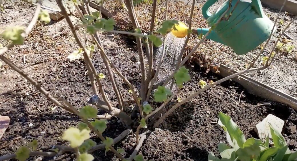 Обираю не “паритися”: посипаю землю навколо смородини цим – і у 2026 збиратиму ягоду 10-літровими відрами 