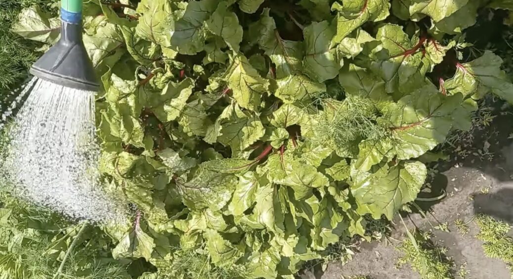 Дідусь з села сказав: “Бурякам у липні – обовʼязково”, а я слухаю, бо виростуть солодкі плоди без кілець 