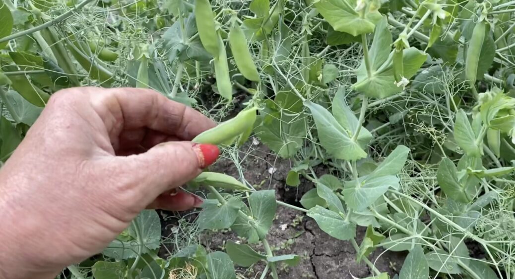 Цим 4 культурам вода – не “життєва потреба”: посадіть їх – і не доведеться робити майже нічого 