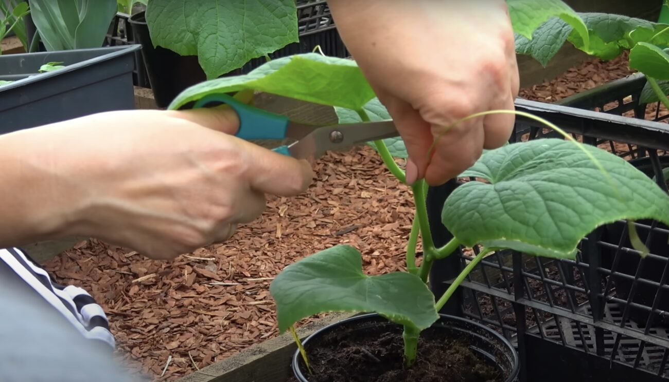 Городники розповіли, як і коли потрібно обрізати огірки