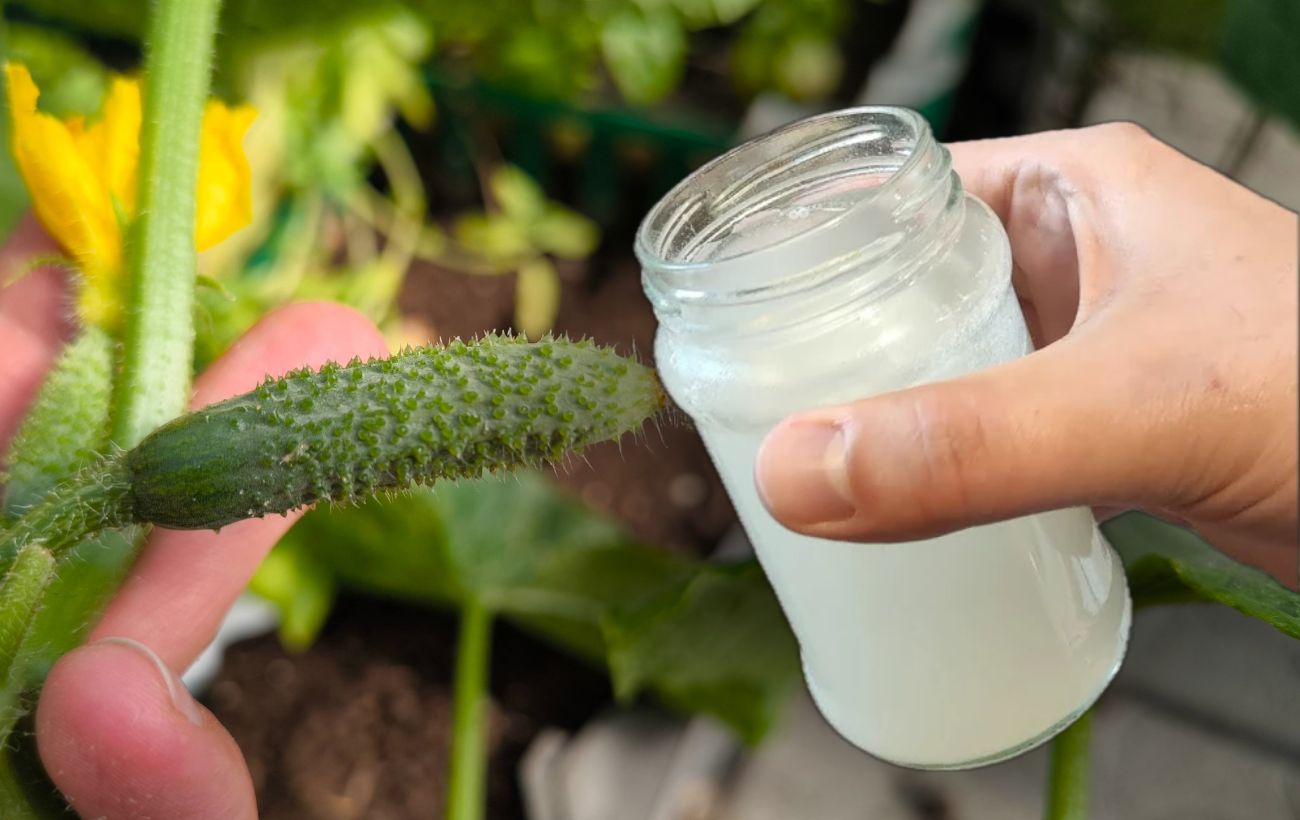 Яким добривом покращити врожайність огірків