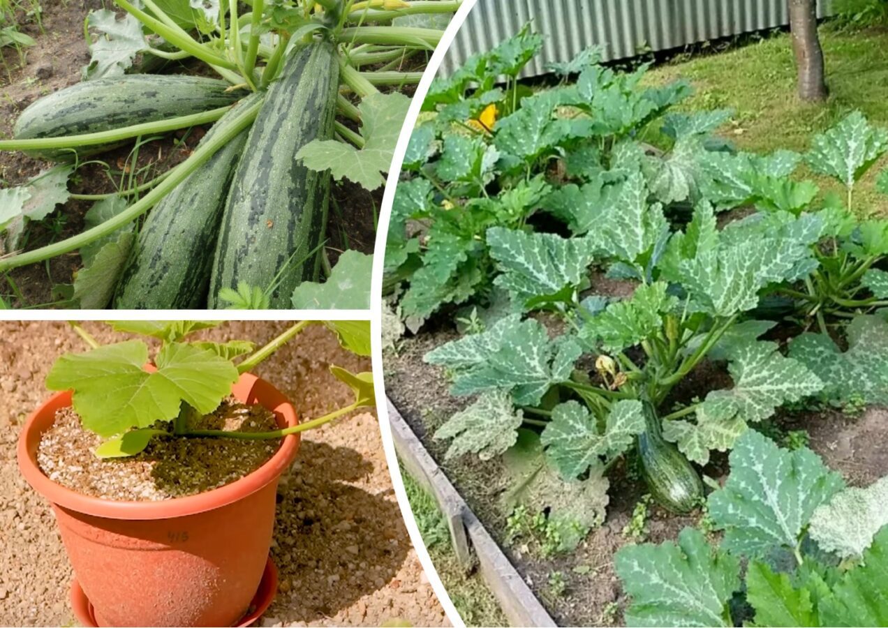 Як збільшити врожайність кабачків правильною посадкою