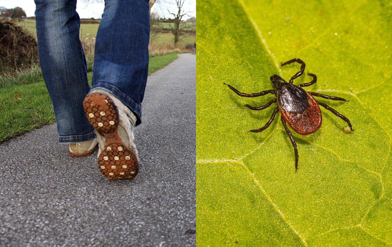 Як захиститись від кліщів влітку