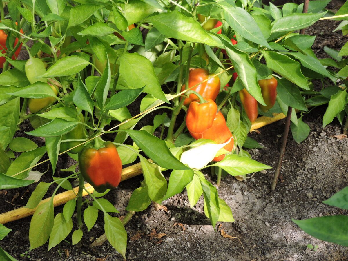 Городники пояснили, чому потрібно обірвати нижнє листя на кущах болгарського перцю влітку