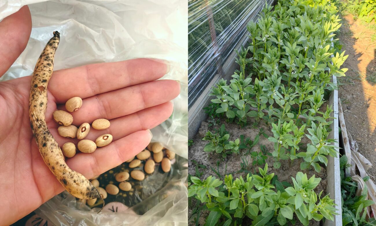 Як пришвидшити ріст квасолі