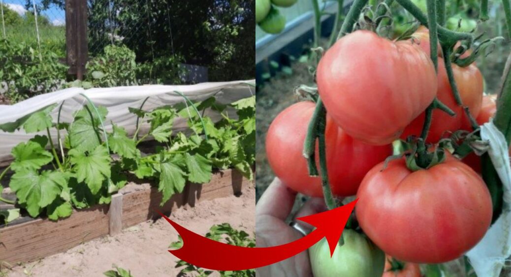 Самурайський город або грядка “Майже як в японців”: 1 раз зробила – і все літо відпочиваю. Східна агрономія 