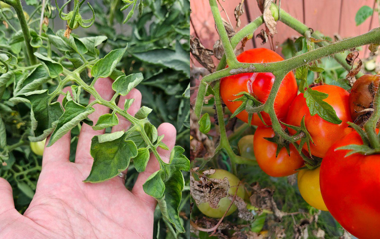 Як врятувати кущі томатів за жирування