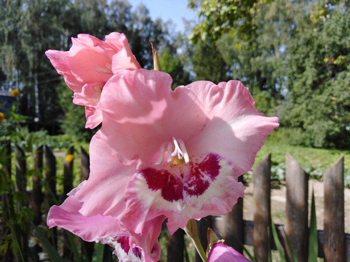 Експерти розповіли, як зміцнити стебло гладіолуса, аби рослина не ламалась і не хилилась до землі