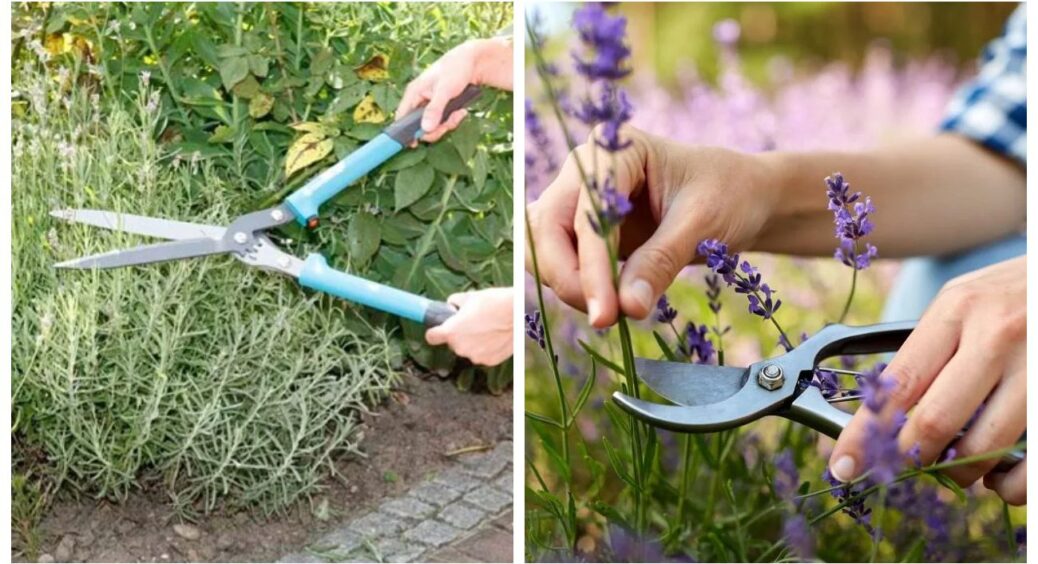 Розмножую лаванду “мокрим” методом: 4 кроки до власного лавандового поля – секрети з дідусевої книжки 