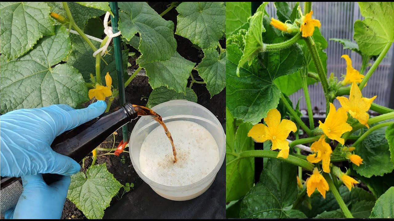 Городники розповіли, що потрібно огіркам для довгого плодоношення