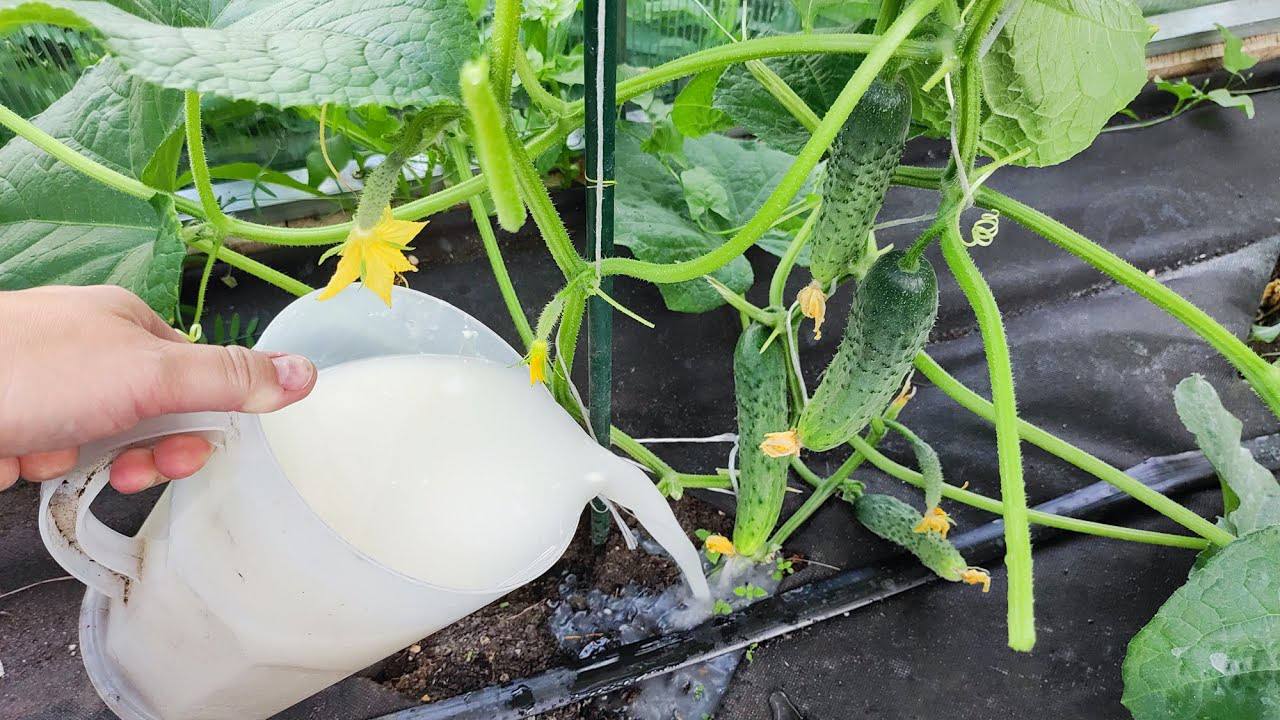 Городники розповіли, що потрібно огіркам для довгого плодоношення