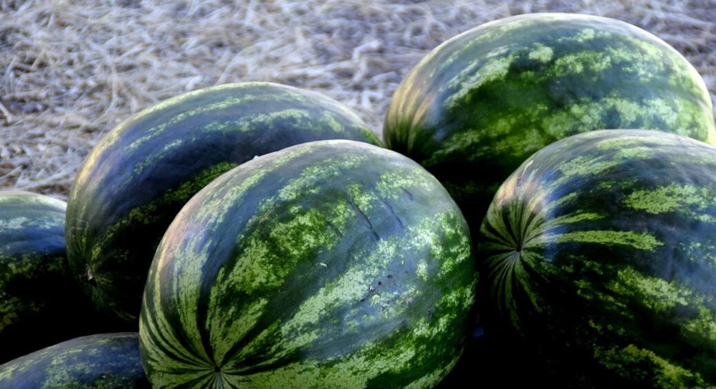 Кавун дозріває рівномірно і без тріщин: підсипаю 2 ложки в ґрунт – і радію як дитина, бо кавун солодющий 