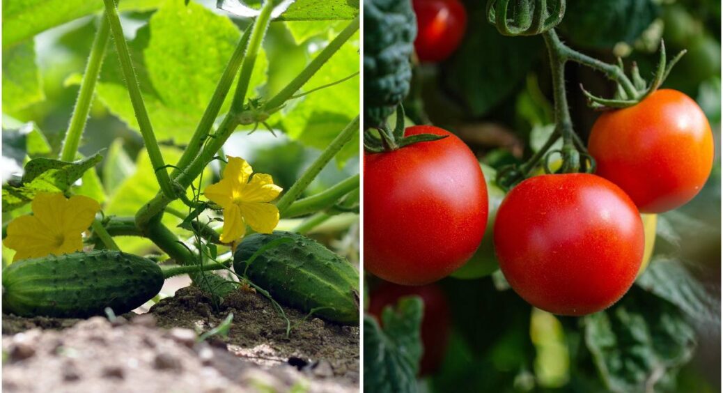 “Ляпнула” у відро 1 склянку й огірки з помідорами ніби розум втратили: тільки зняла врожай – знову обліпили 