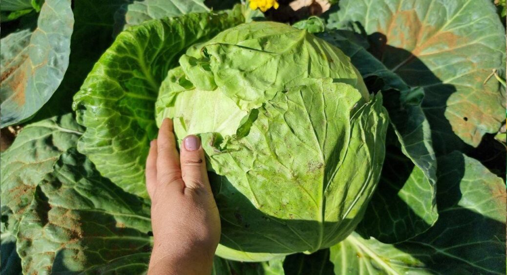 Пара “хрустів” – і 0 тріщин на капусті: трюк дідуся-агронома із 38-річним стажем – головки міцні та соковиті 