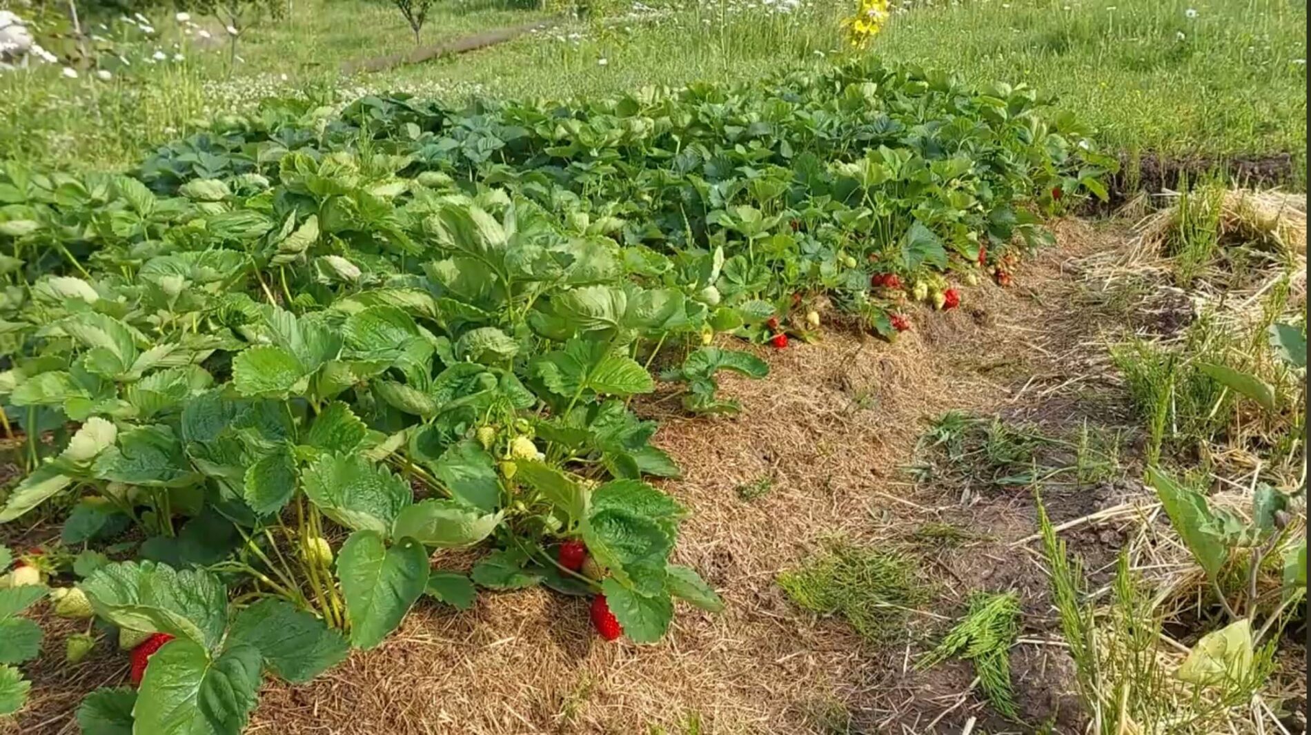 Садівники розповіли, чим важливо підгодувати полуницю для щедрого врожаю