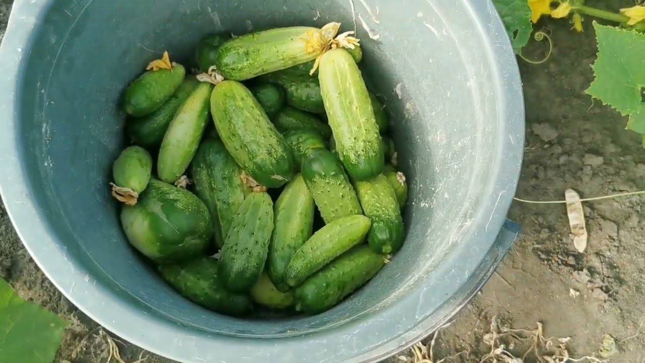 Агрономи розповіли, як виростити врожайні огірки без хімії
