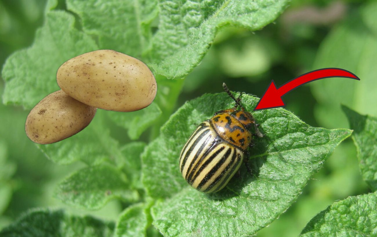 Городники розповіли, як уберегти картоплю від колорадського жука