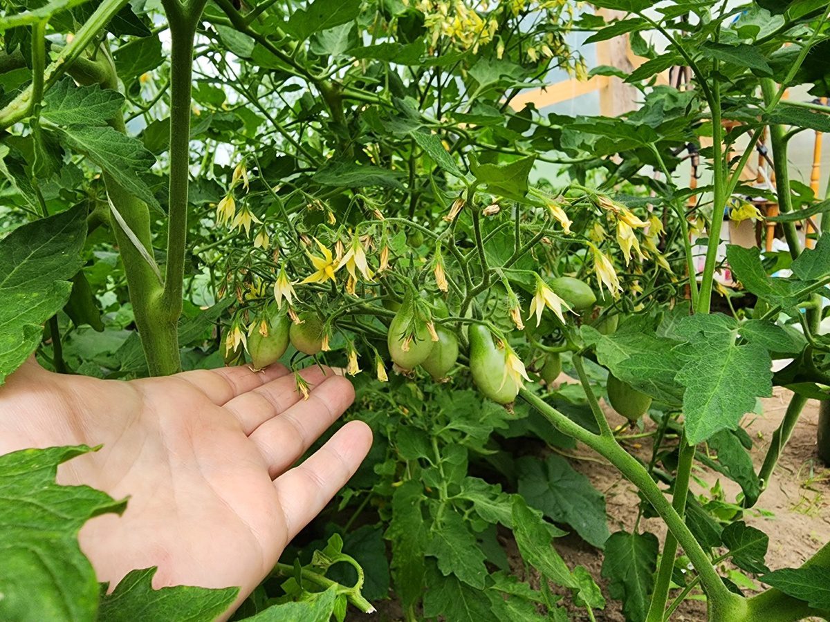 Експерти розповіли, яке добриво найкраще використовувати у липні для врожайності помідорів