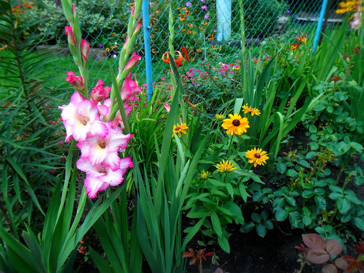 Експерти розповіли, як зміцнити стебло гладіолуса, аби рослина не ламалась і не хилилась до землі