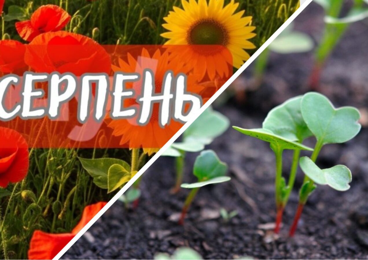 Городники поділились вдалим досвідом пізнього посіву городини