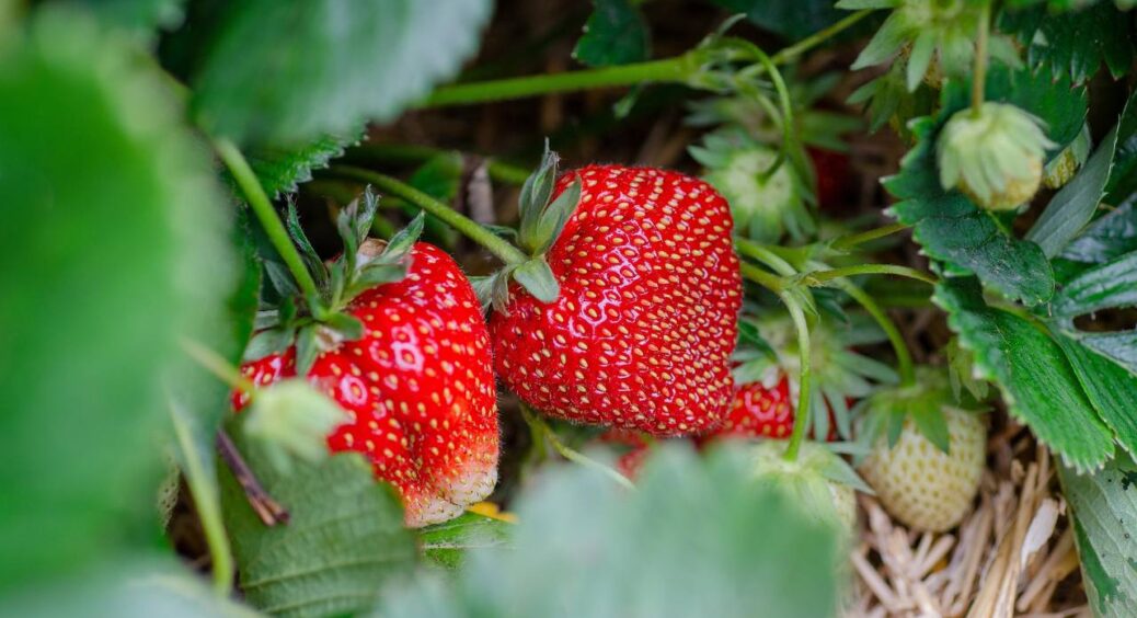 Поклала 2 ложки золи під кожен кущик полуниці у вересні – і маю такий врожай, що сусідки лікті кусають 