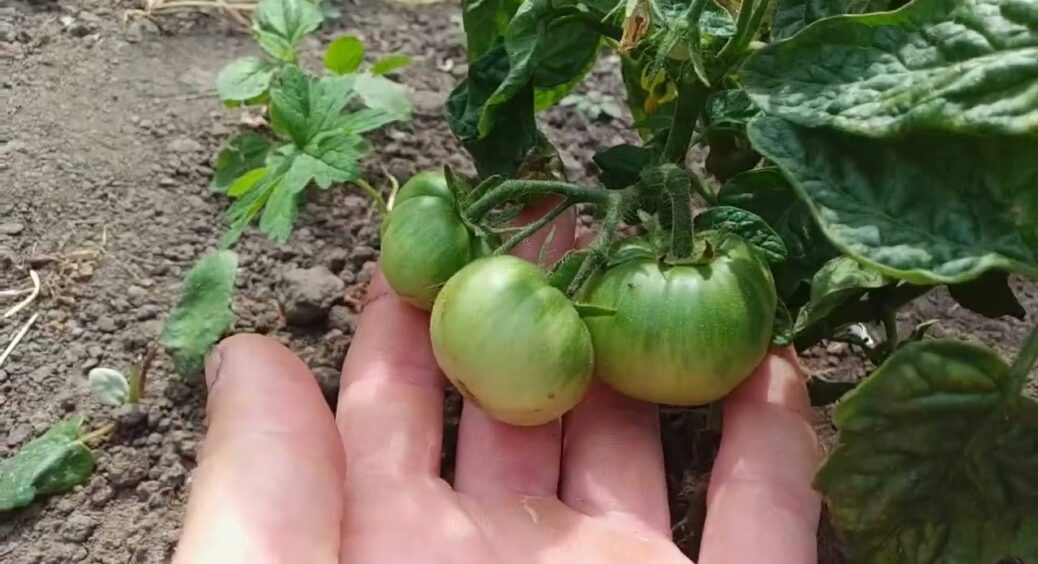 Економія та вау-результат: 1 підгодівля для томатів із 3-х “дармових” інгредієнтів, яку слід внести у липні 