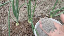 Городники поділилися простим рецептом важливого підживлення цибулі в липні 