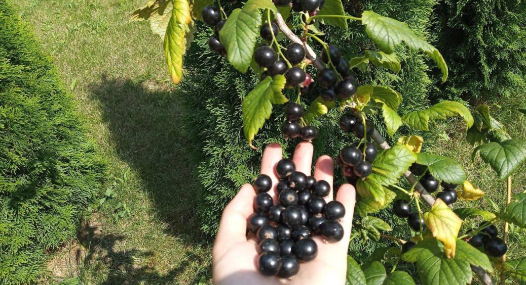 Батько-агроном казав: “Тільки ці 2 рослини садіть між кущами смородини” – не буде попелиці та грибків 